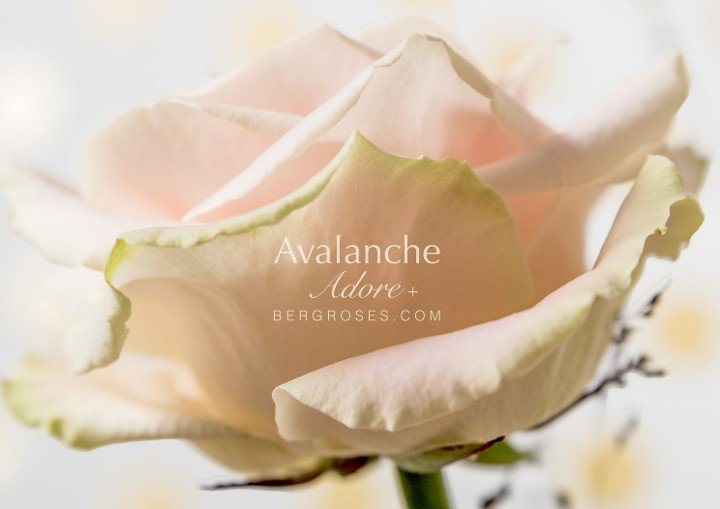 Nieuwe aanwinst voor beroemde rozenfamilie: Adore Avalanche+®